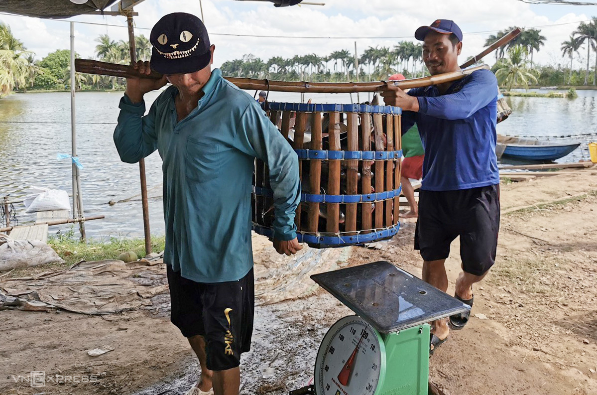 Giá cá tra tăng, người nuôi vẫn lỗ