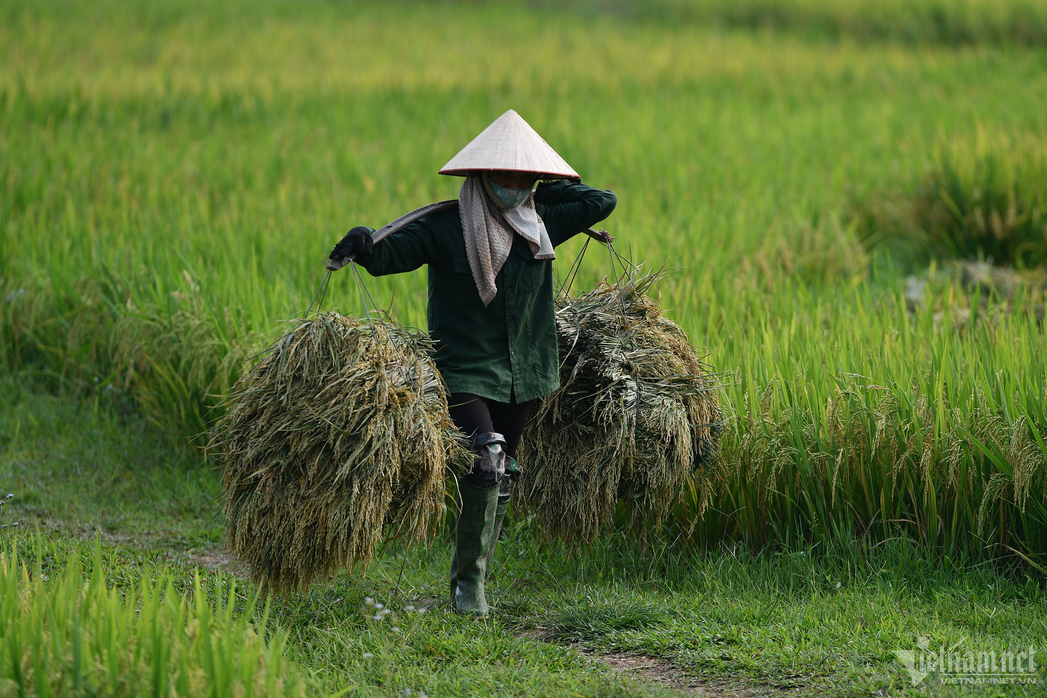 Nông dân vẫn chân lấm tay bùn, còn 'mỏ vàng' chưa khai thác