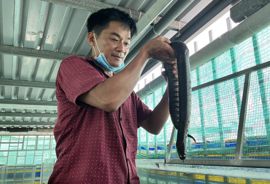 Biến sân thượng thành ‘mỏ vàng’: Nông dân lãi hơn 200 triệu/năm nhờ nuôi con đặc sản này