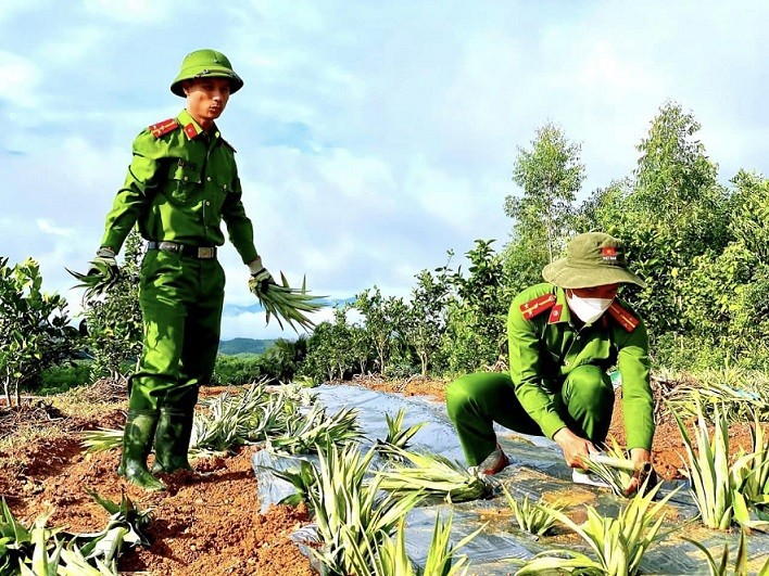 Hà Tĩnh: Công an đội nắng cùng người dân trồng dứa trên đồi hoang