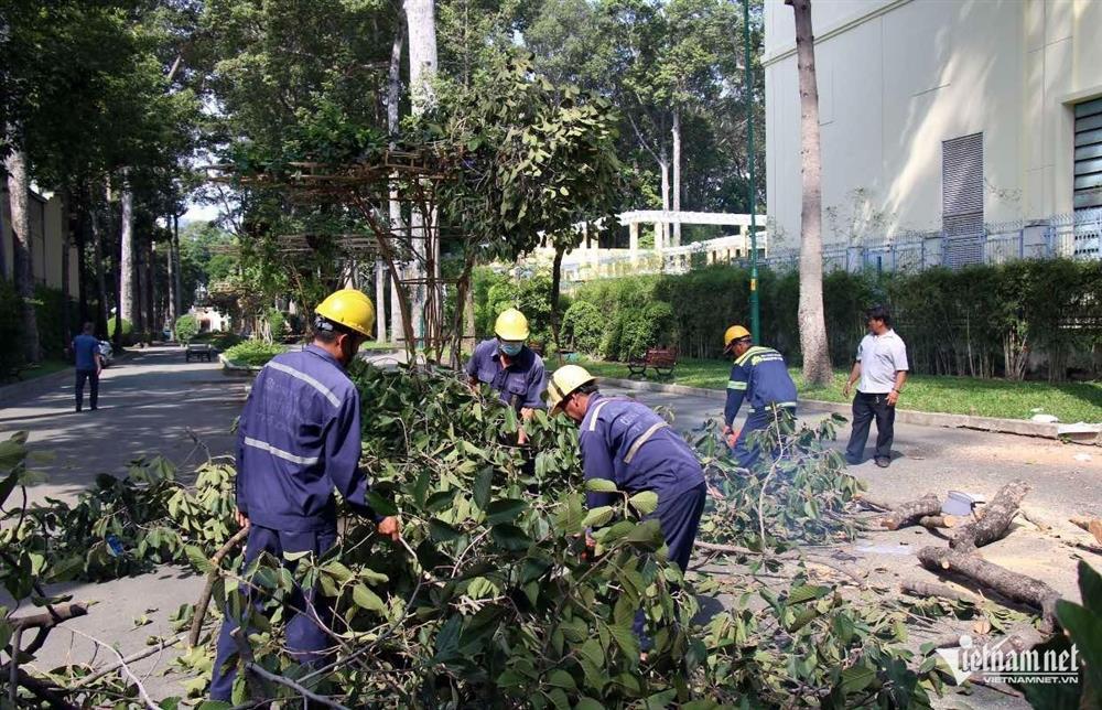 Chủ tịch TPHCM yêu cầu xác định trách nhiệm vụ gãy nhánh cây 2 người tử vong